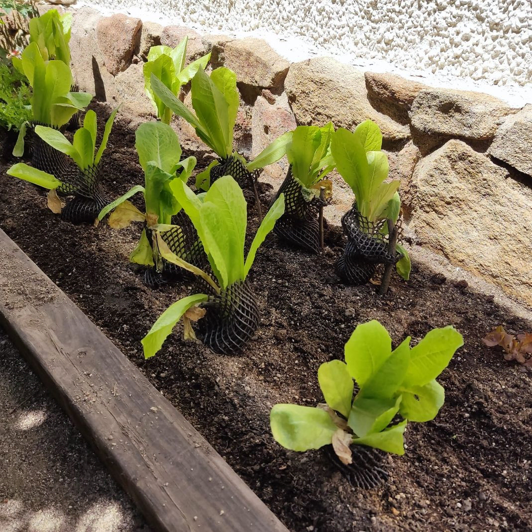 plantas pequeñas creciendo en huerto