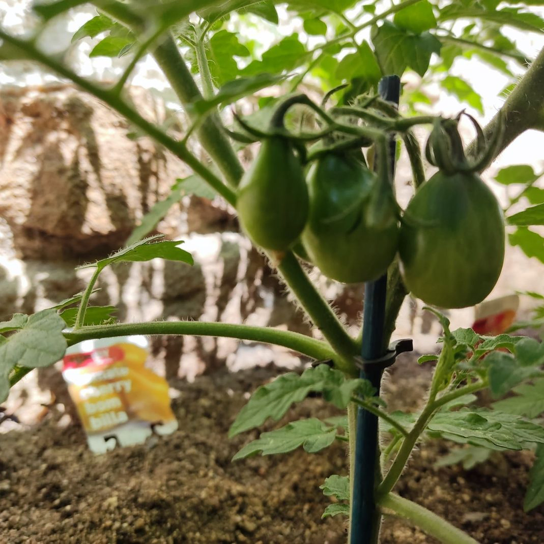plantas de tomates - huerto